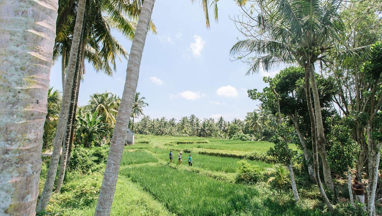 เตชาปรานา รีสอร์ต แอนด์ สปา Hotel อูบุด ภายนอก รูปภาพ A paddy field in Sri Lanka